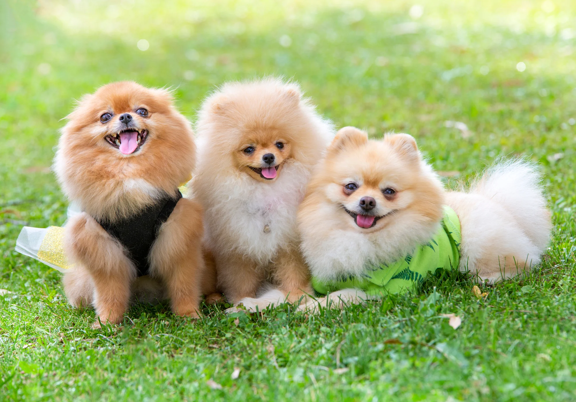 Pom puppies 3 bij Engel Pups